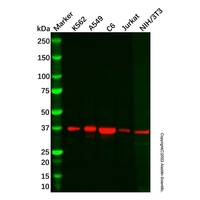Langerin Antibody