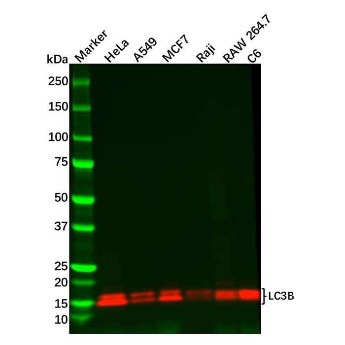 Recombinant LC3B Antibody