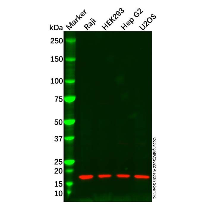 LC3C Antibody