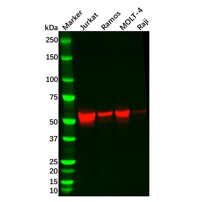 Recombinant Lck Antibody