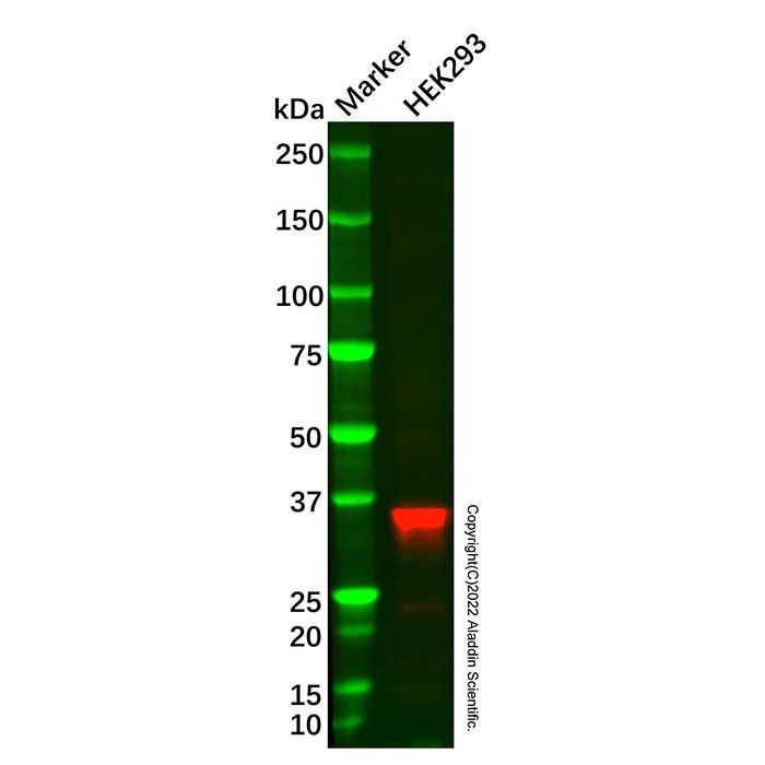Recombinant LDH-C Antibody