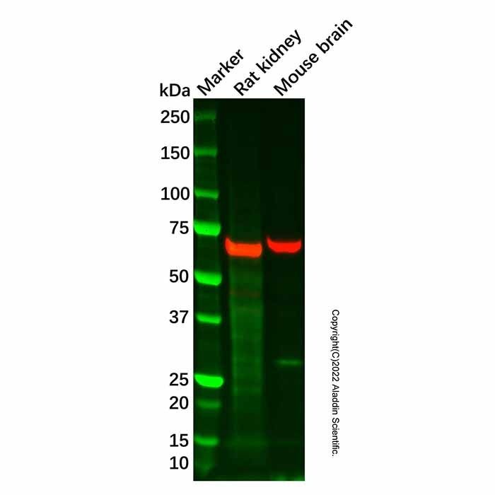 Leukotriene A4 hydrolase/LTA4H Antibody
