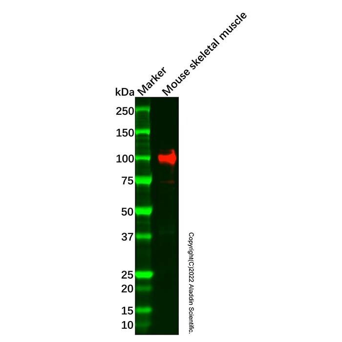 Recombinant LGR5 Antibody