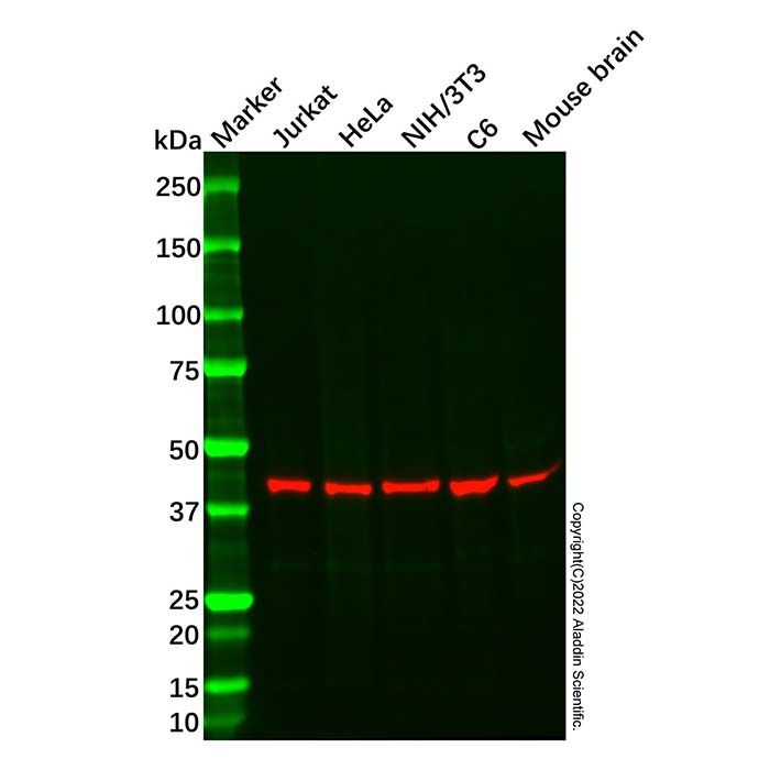 Recombinant LHX3/LIM Antibody