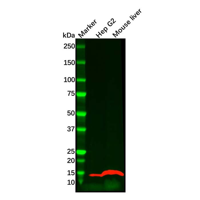 liver FABP Mouse mAb