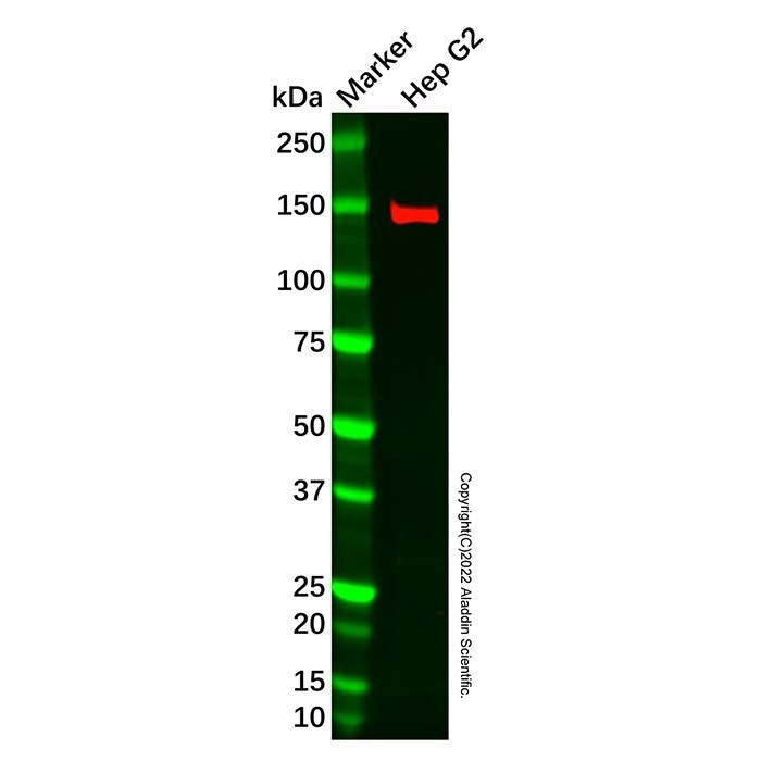 LMTK2 Antibody