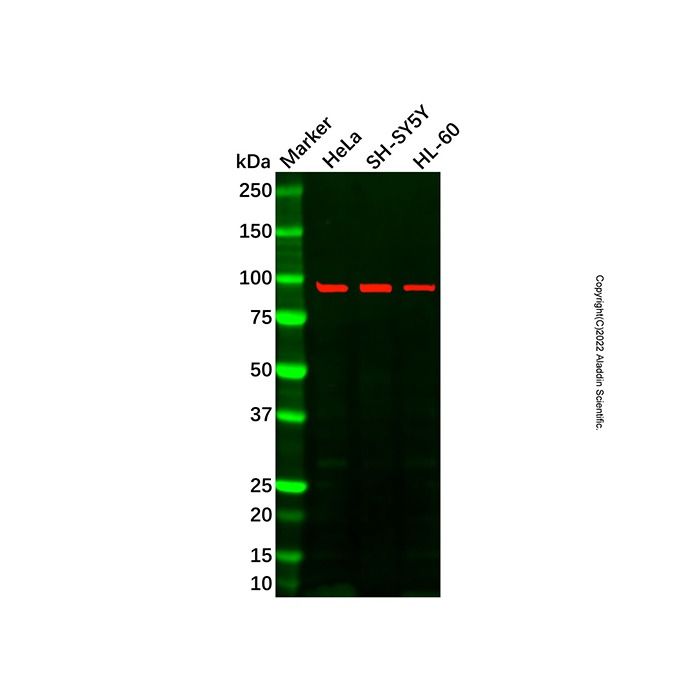 LONP1/Lon Antibody