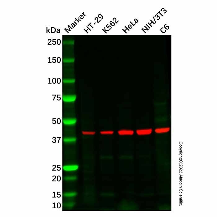 LPA-5 Antibody