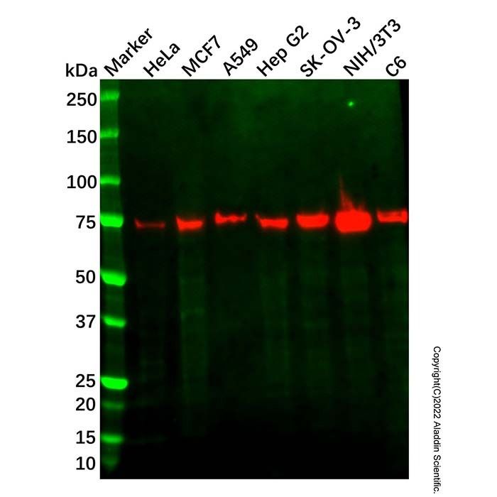 Recombinant LPP Antibody