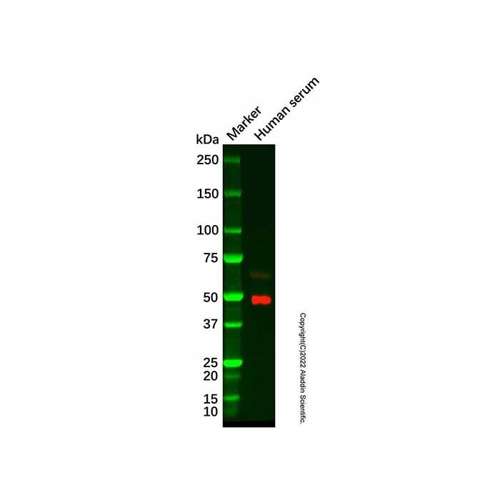 Recombinant LRG1/LRG Antibody