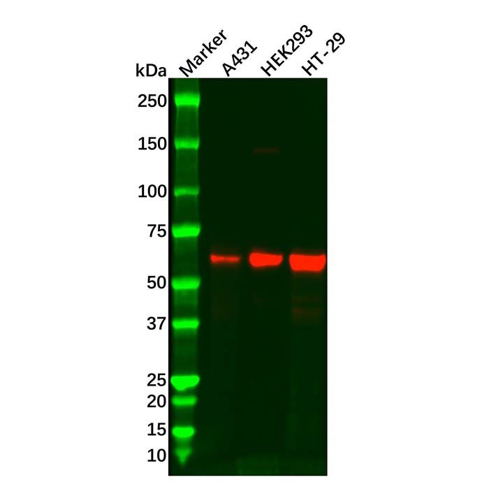 LSR Mouse mAb