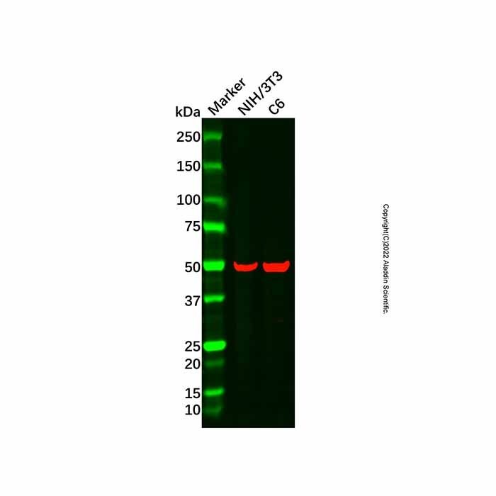 Recombinant Lumican Antibody