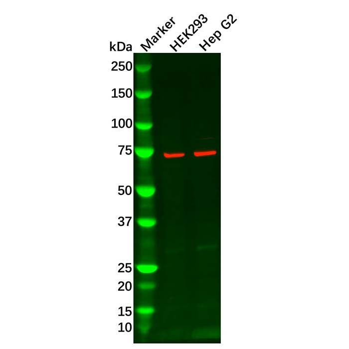 LysRS Antibody