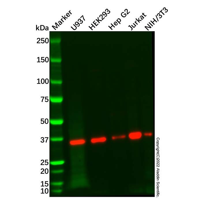 LZTFL1 Antibody