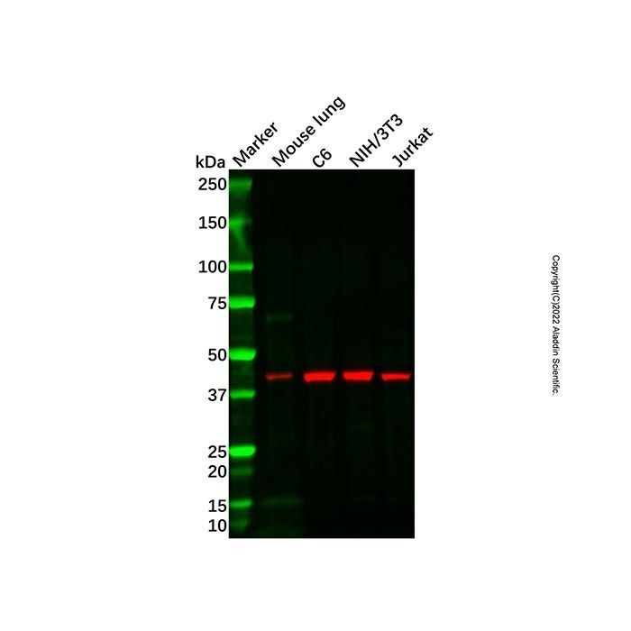 MADH7/SMAD7 Antibody