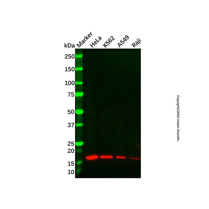 Recombinant MAGOH Antibody