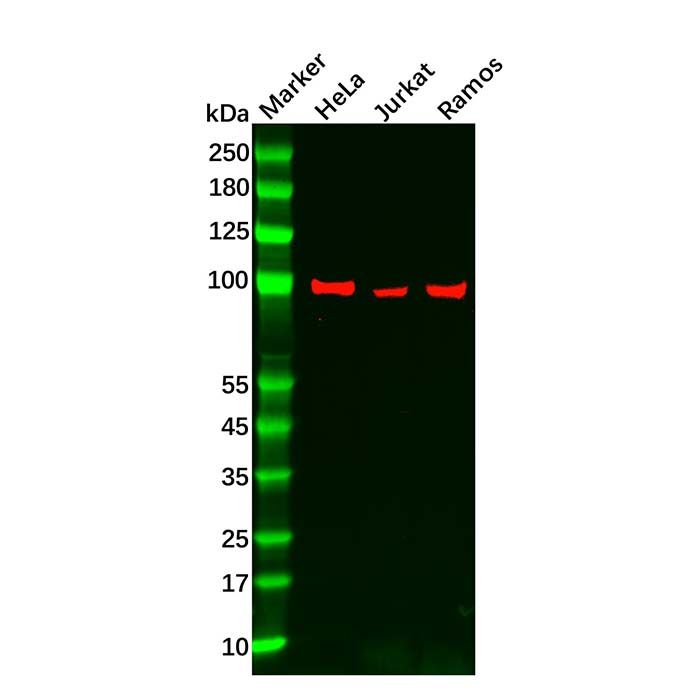 Recombinant MALT1/MLT Antibody