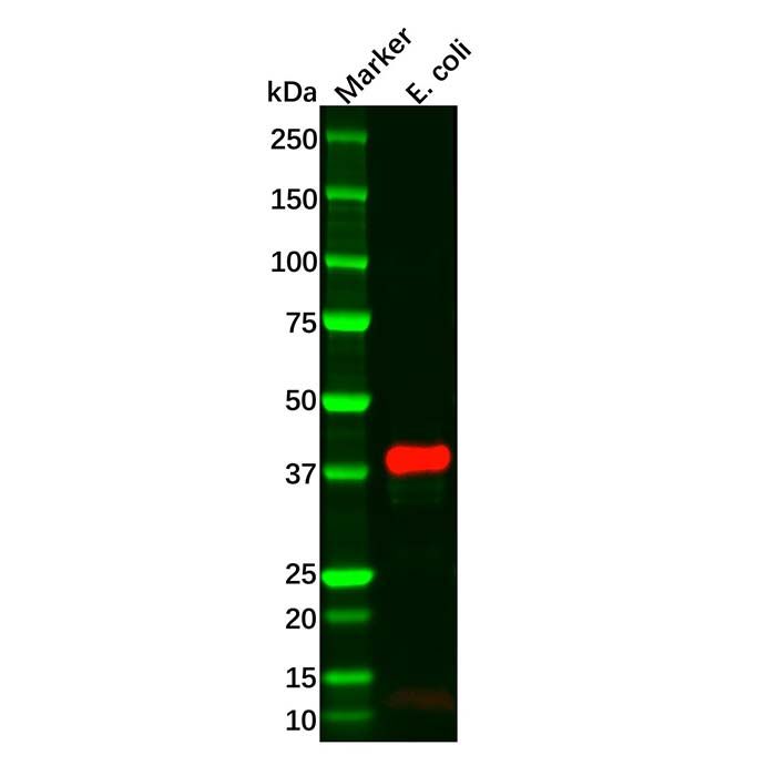 Recombinant Maltose Binding Protein Antibody
