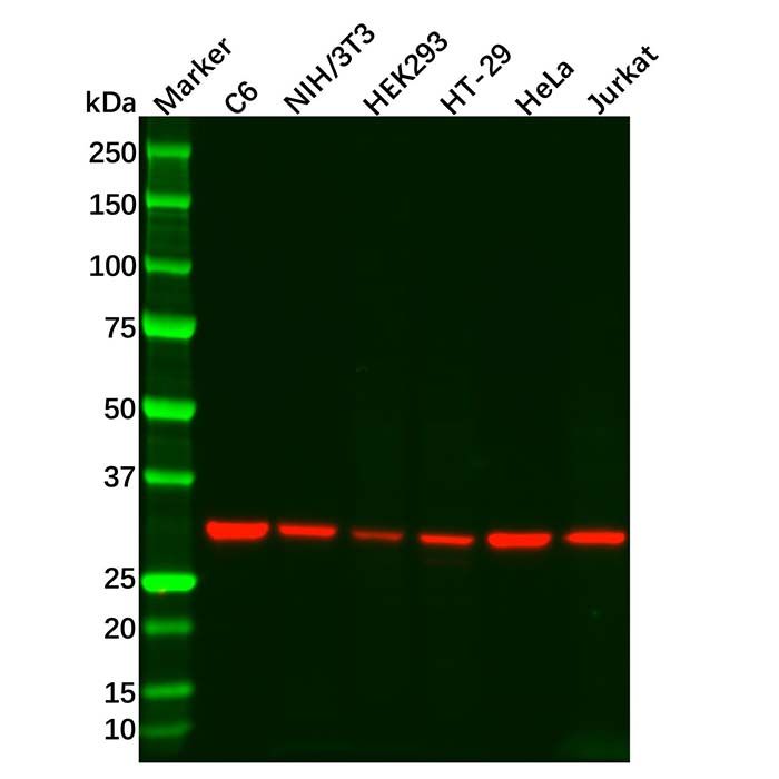 MAPRE1/EB1 Mouse mAb