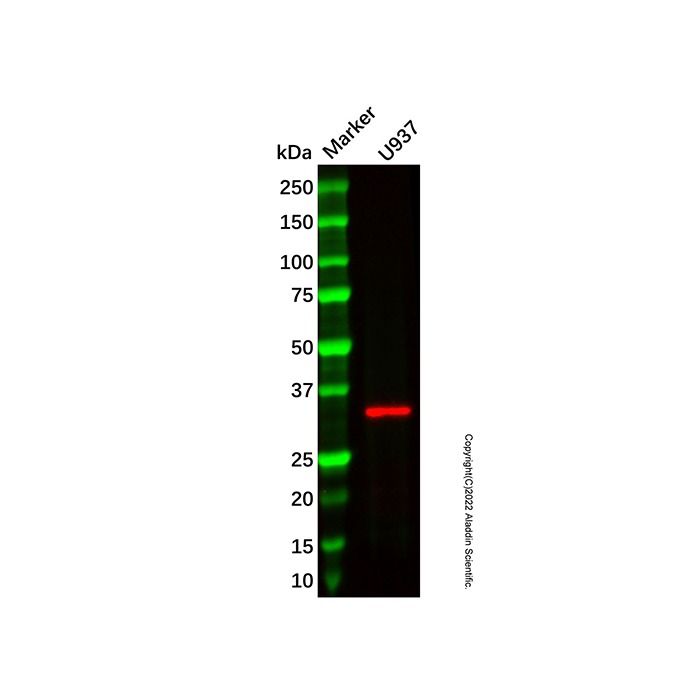 Recombinant Mast Cell Tryptase Antibody