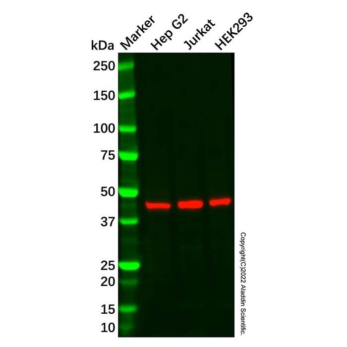 Recombinant MAT1A Antibody