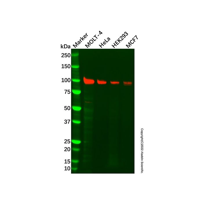 Recombinant MCM4 Antibody