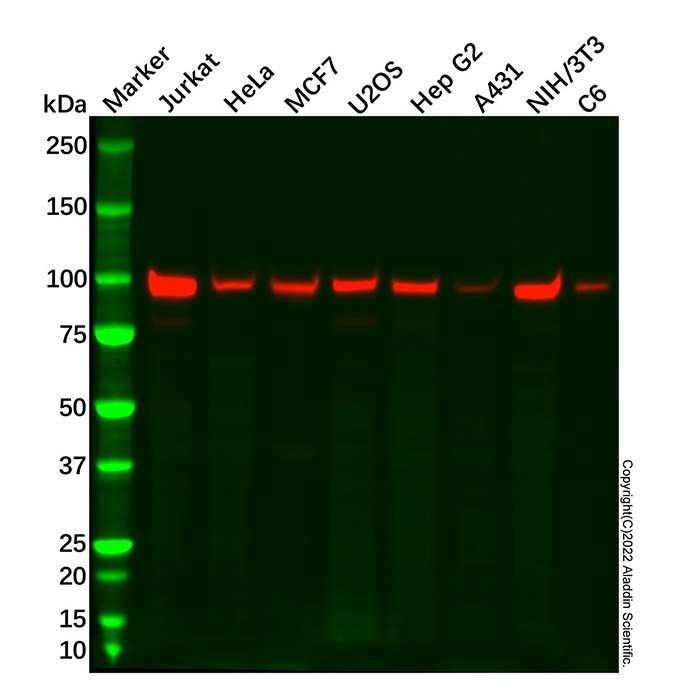Recombinant MCM6 Antibody
