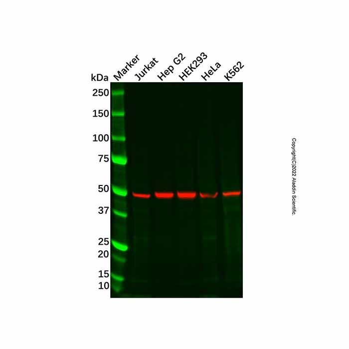 Recombinant MCT1/Monocarboxylic acid transporter 1 Antibody