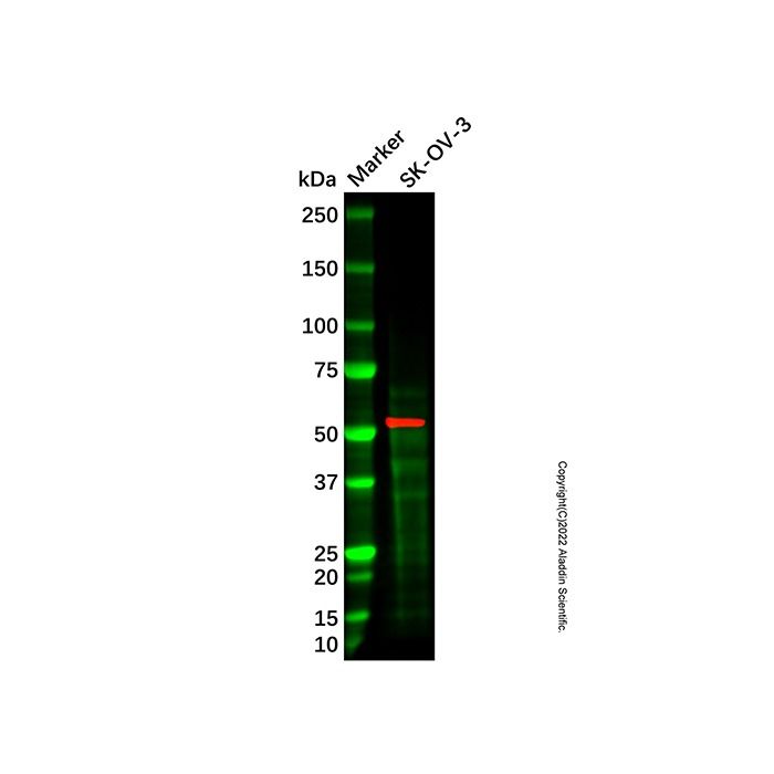 MDM2 Antibody