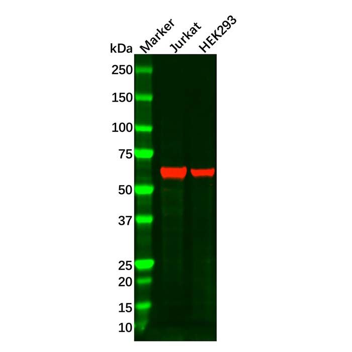ME2 Antibody