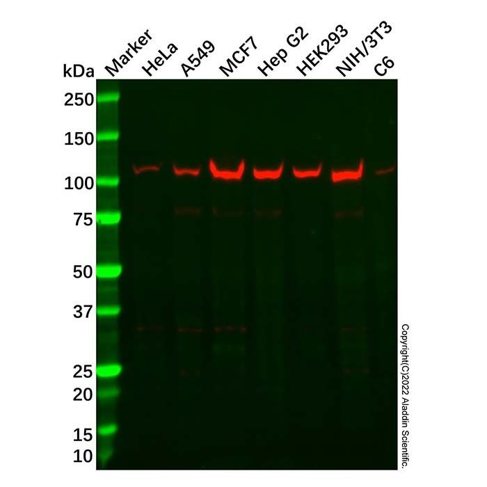 Recombinant Meckelin Antibody