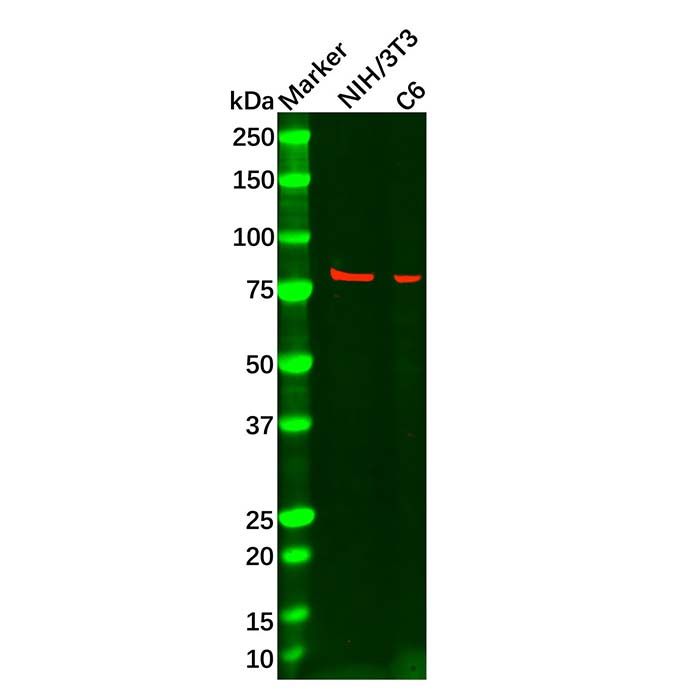 MeCP2 Mouse mAb