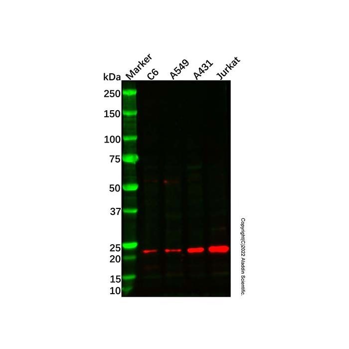 MED18 Antibody