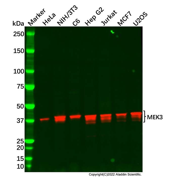 Recombinant MEK3 Antibody