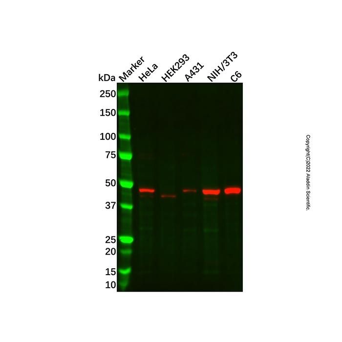 MEK4/MKK4 Antibody