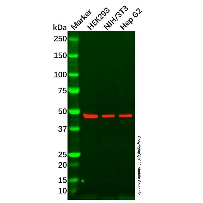 MEK5 Antibody