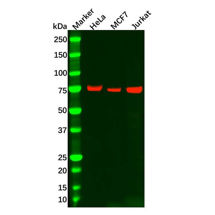 Recombinant MEKK2 Antibody