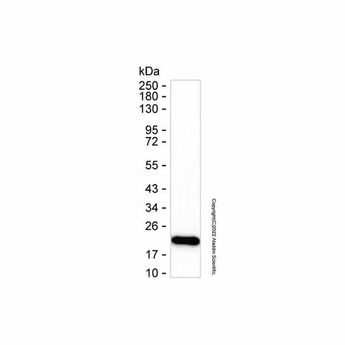 MelanA Mouse mAb