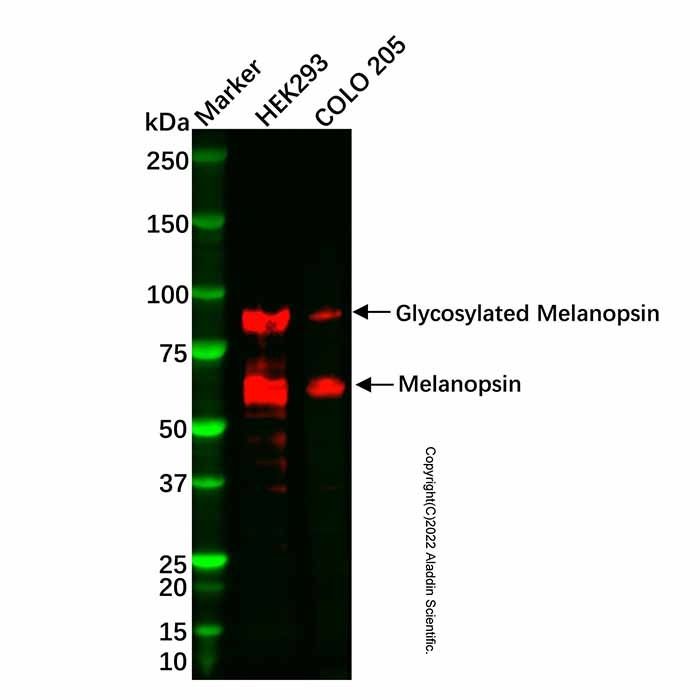 Melanopsin Antibody