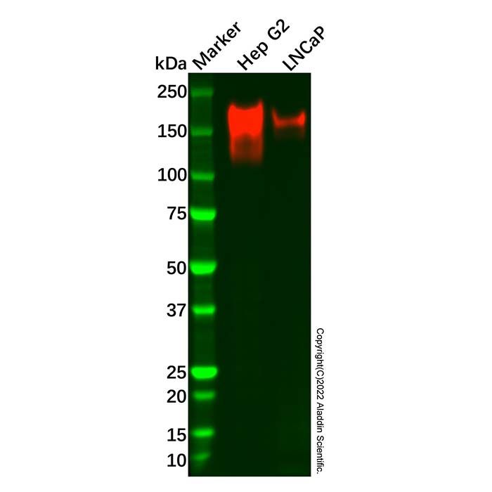 Recombinant MERTK Antibody