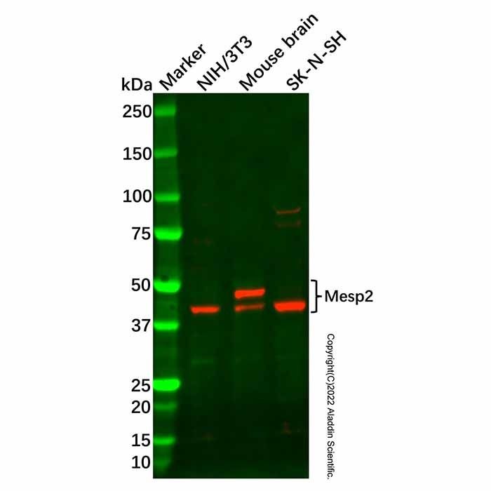 Mesp2 Antibody