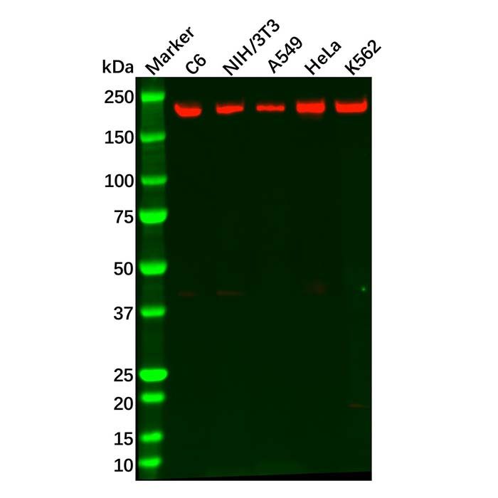 Recombinant MET Antibody