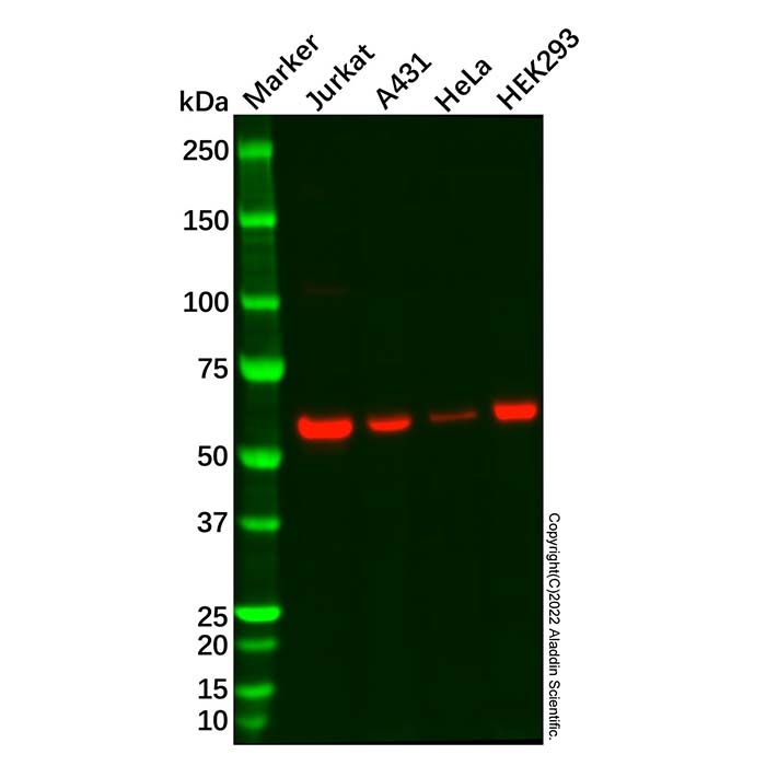METTL14 Antibody