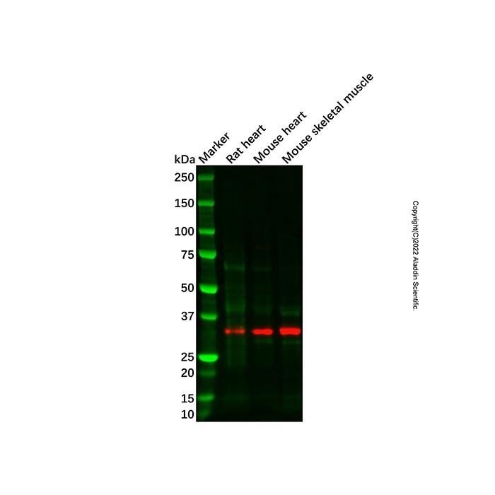 Recombinant MFF Antibody