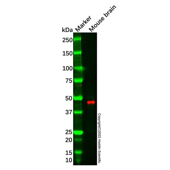 MFSD2A/NLS1 Antibody