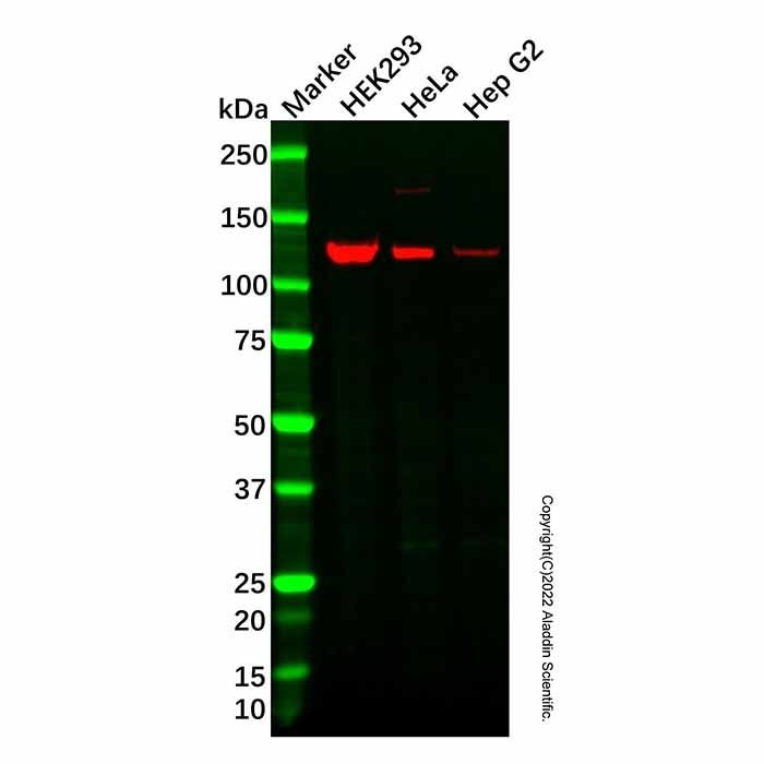 Recombinant MGEA5/OGA Antibody