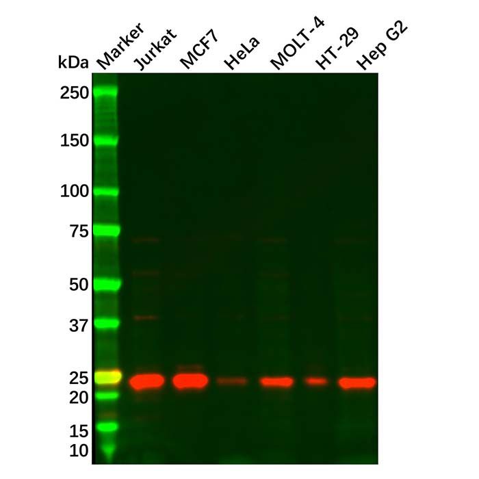 MGMT Antibody