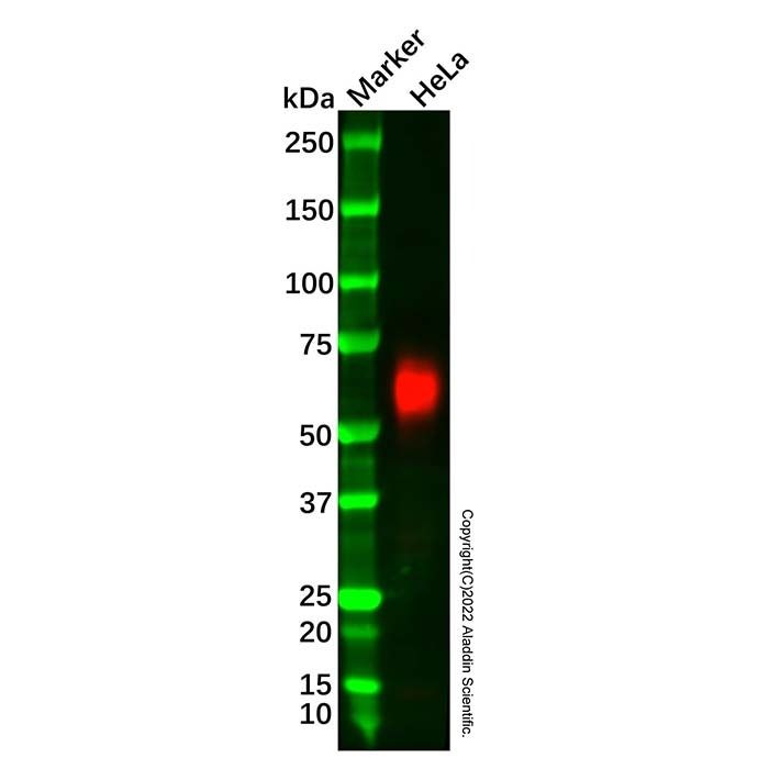 Recombinant MICA Antibody