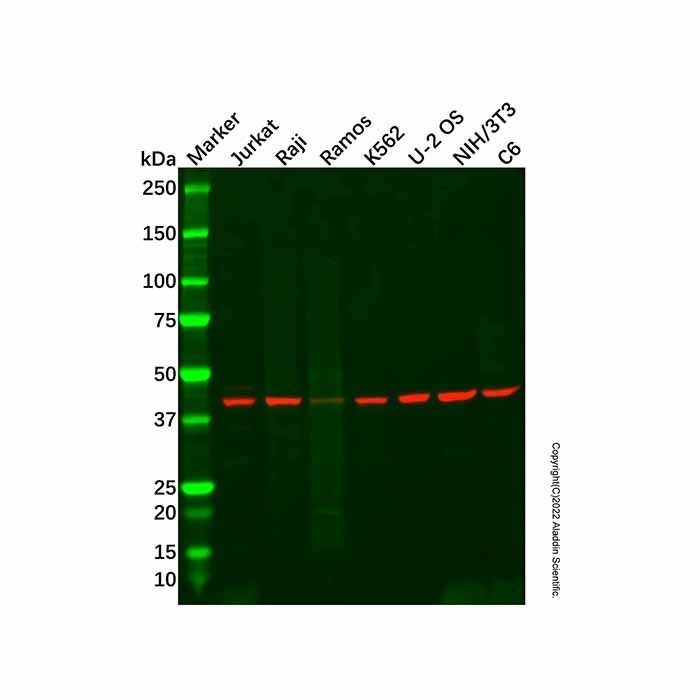 MICB Antibody