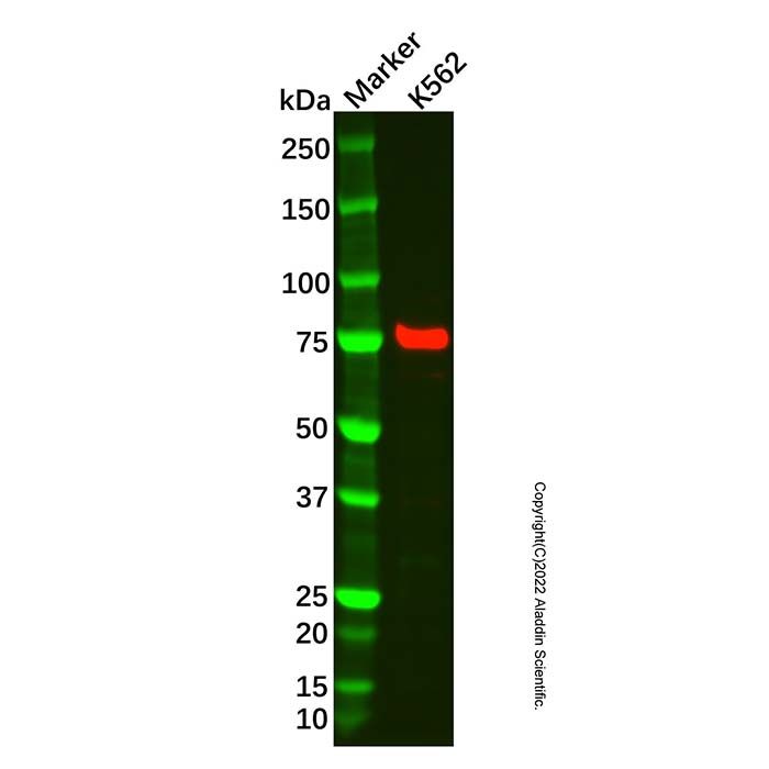 Recombinant Mitofusin 1 Antibody